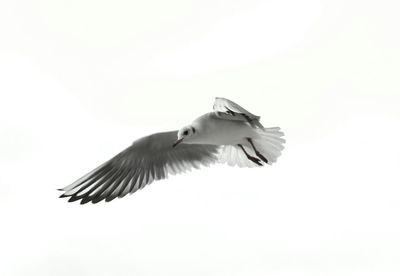 Low angle view of bird flying against clear sky