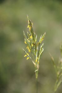 Close-up of plant