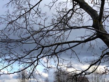 Low angle view of bare tree against sky