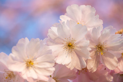 Close-up of pink cosmos flowers