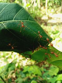 Close-up of insect on leaf