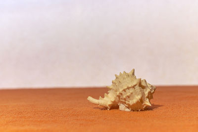 Close-up of shell on sand
