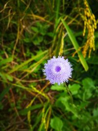 Close-up of purple flowering plant