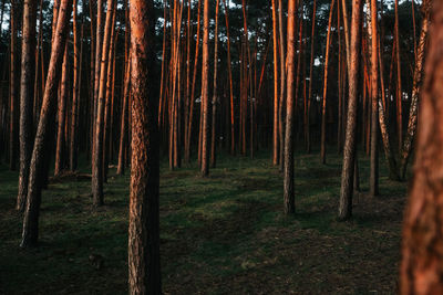 Trees growing on field in forest