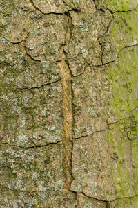 Full frame shot of tree trunk