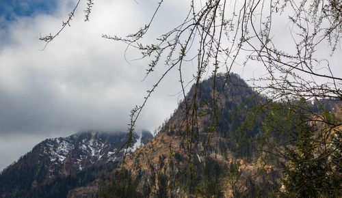 Low angle view of trees in forest against sky