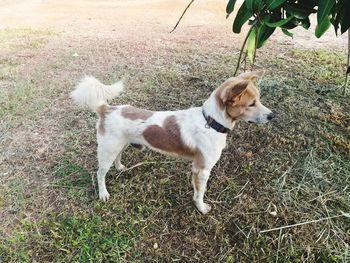 High angle view of dog on field