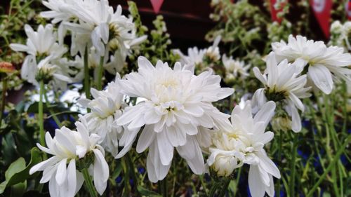 Close-up of white flowering plants in garden