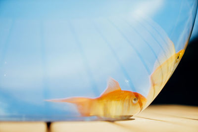 Close-up of fish swimming in sea