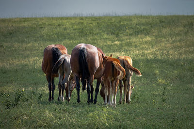 Horse grazing on field