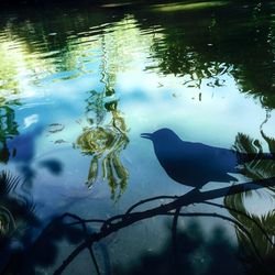 Close-up of duck swimming in lake