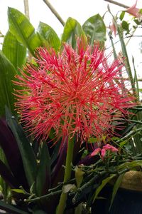 Close-up of red flowers