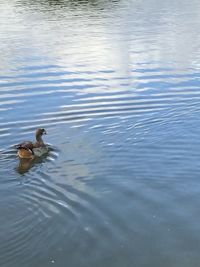 High angle view of ducks swimming in lake