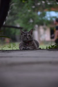 Portrait of cat sitting outdoors