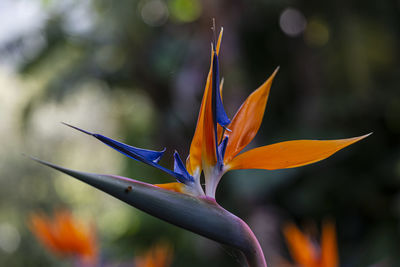 Close-up of orange flowering plant