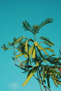 Low angle view of flower tree against clear blue sky