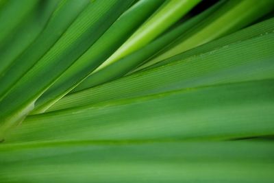 Full frame shot of palm leaves