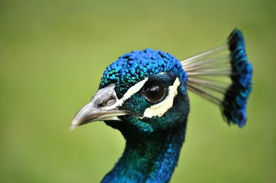 Close-up of peacock with crest