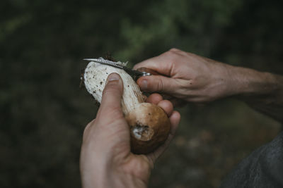 Cropped hands of man peeling porcini mushroom with knife
