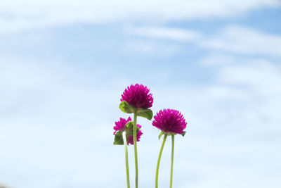 Close-up of pink flowering plant against sky