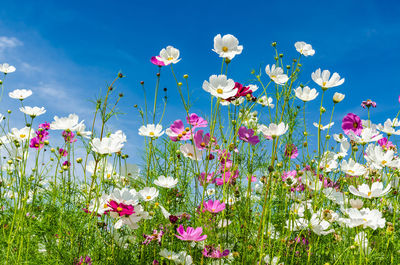 Close-up of pink flowering plants on field against sky