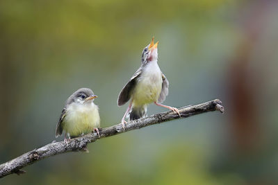 Close-up of birds perching on branch