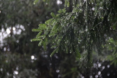 Close-up of raindrops on pine tree