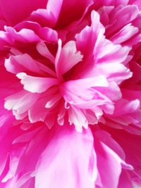 Full frame shot of pink flower