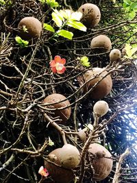 Close-up high angle view of food