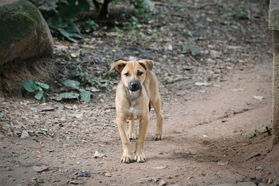 Portrait of dog standing on field 