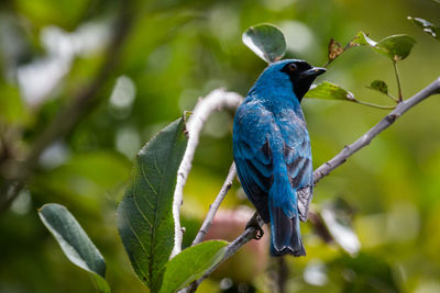 Close-up of bird perching on branch