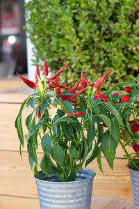 Close-up of potted plant on table