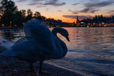 Close-up of swan in lake against sky during sunset