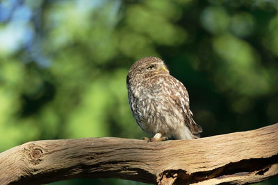 Close-up of bird perching on wooden post