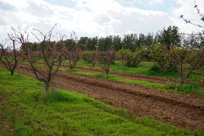 Scenic view of field against sky