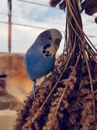 Close-up of a bird