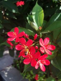 Close-up of pink flowers