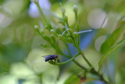 Close-up of insect on flower