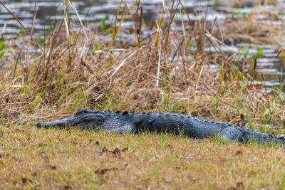 Large alligator resting on bank of pond at st. marks wildlife refuge, florida usa