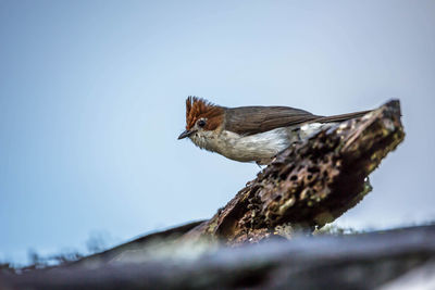 Low angle view of bird perching on a tree