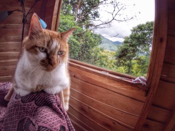 Cat looking away