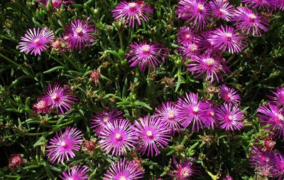 ice plant