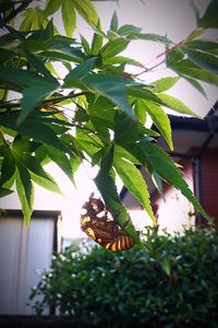 Close-up of butterfly on plant