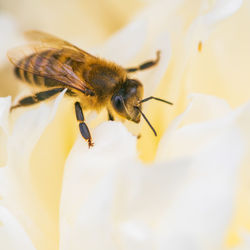 Honey bee on bright white yellow peony flower, close up of bee at work polinating the flower. 