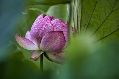 Close-up of pink water lily