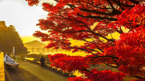 Autumn tree by building against sky