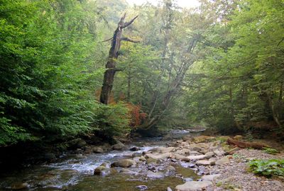 Stream flowing through rocks in forest