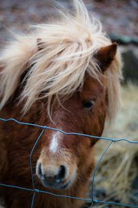 Close-up portrait of horse