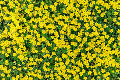 High angle view of yellow flowering plants on field. buttercup flowers