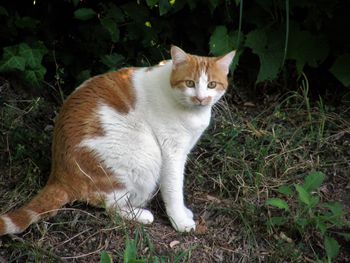 Portrait of a cat on field